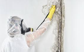 Best Mold Damage Restoration  in La Quinta, CA